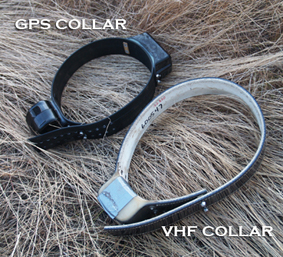 Lion collars