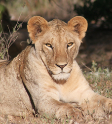 Lioness